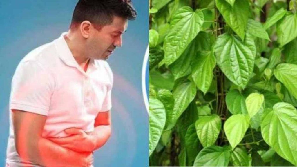Betel Leaves