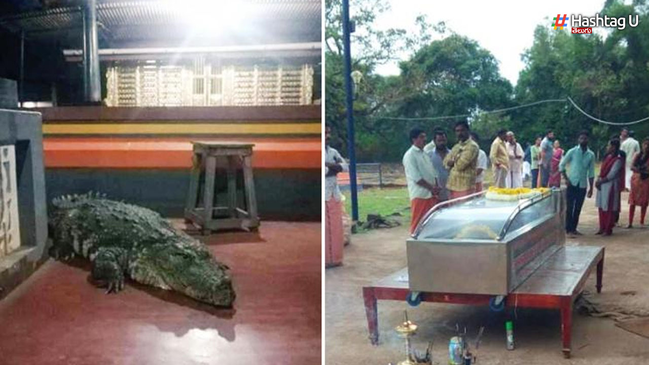 Vegetarian Crocodile Death: వెజిటేరియన్ మొసలు మృతి.. భక్తుల కంటతడి!