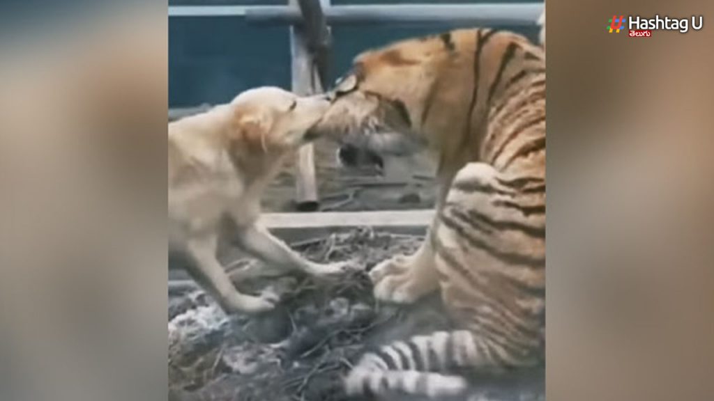 Dog And Tiger