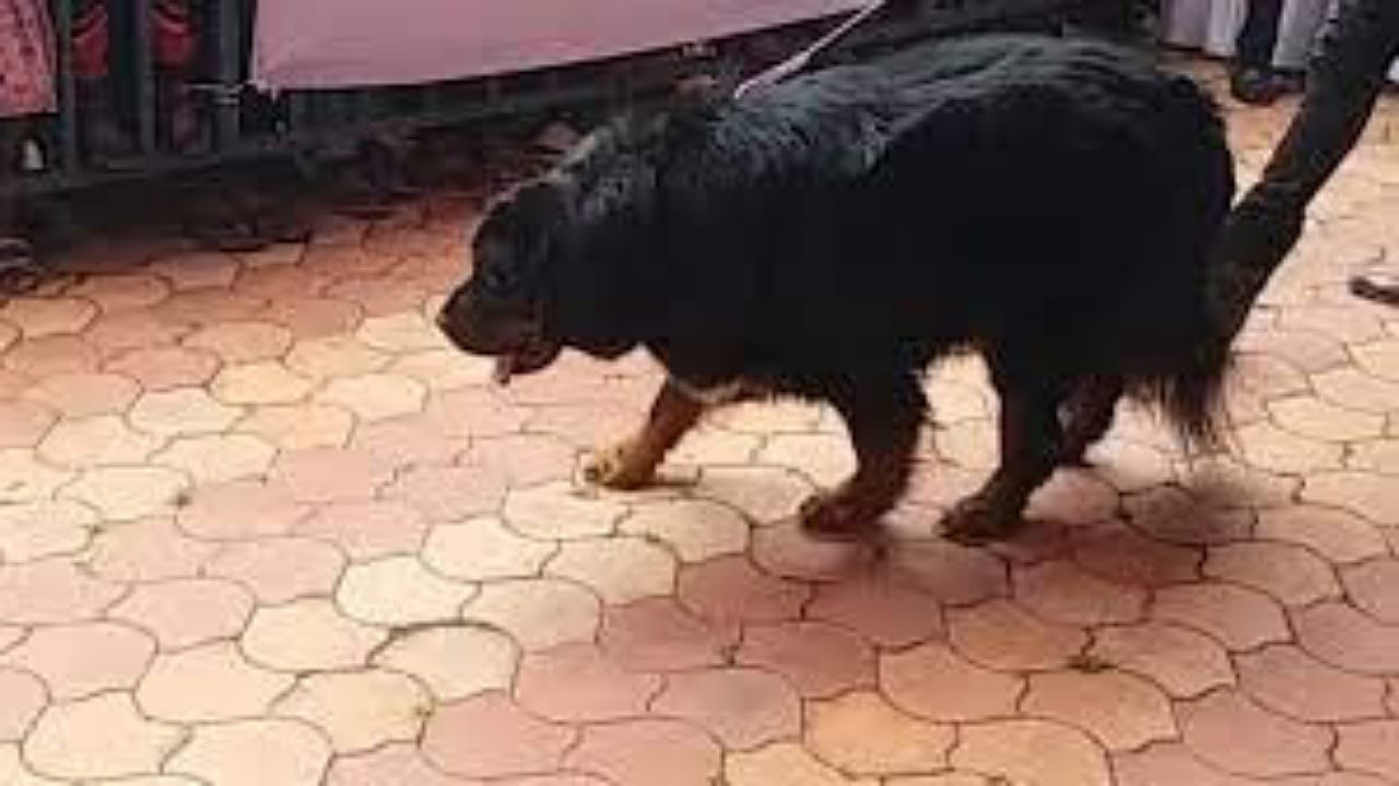 Karnataka Dog: 10 కోట్ల శునకంతో సెల్ఫీల కోసం ఎగబడుతున్న జనం..?