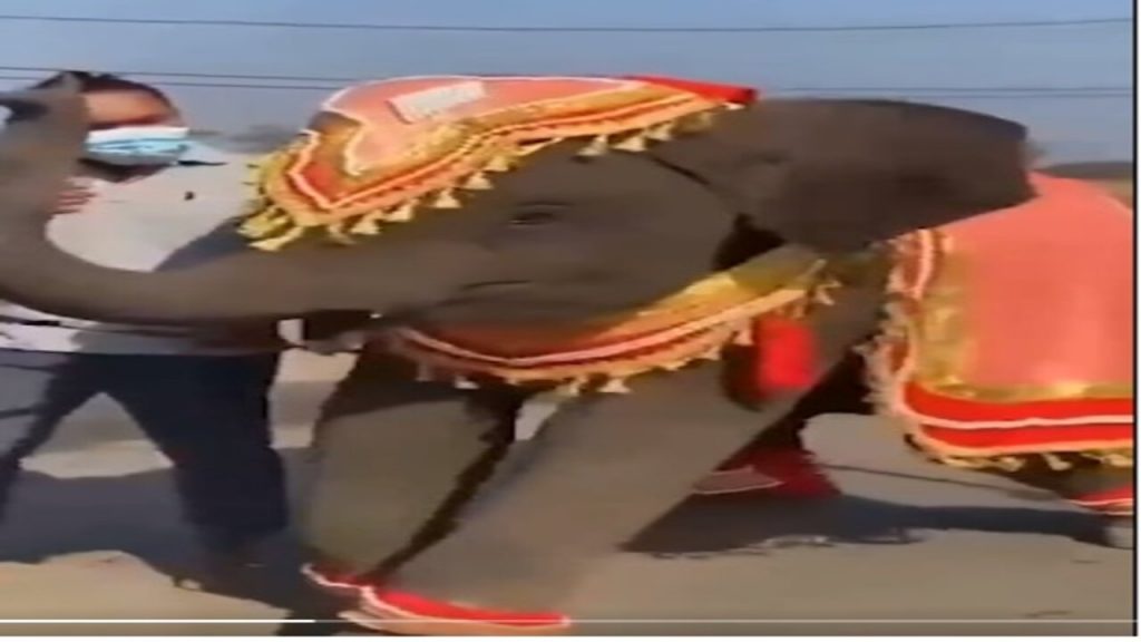 Elephant1