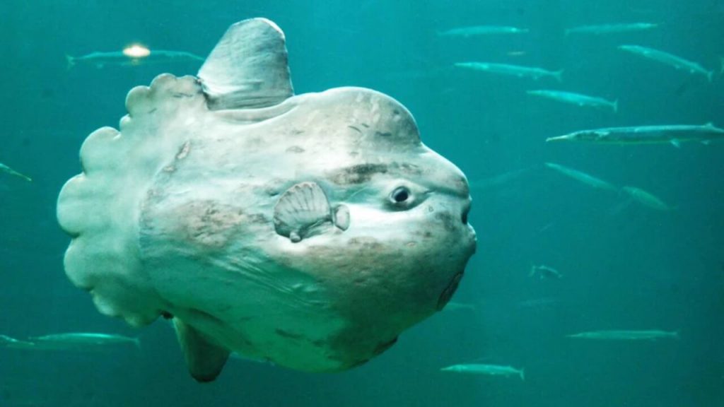 Fish