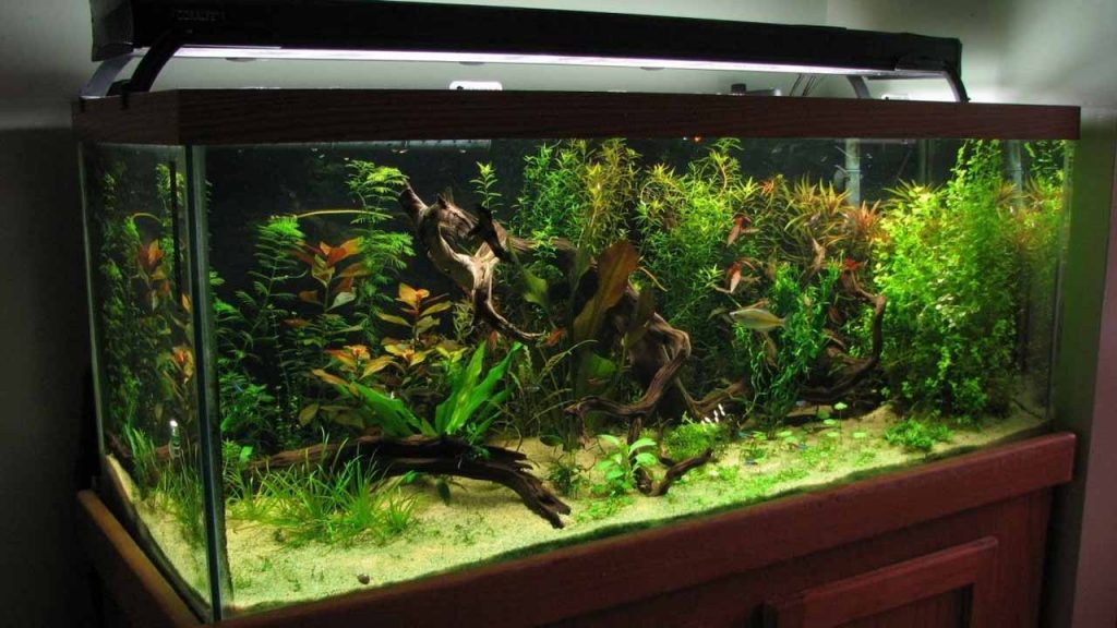 Fish Aquarium
