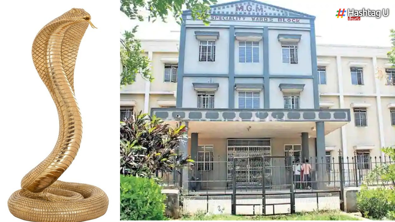 Telangana Hospital: నేను రాను బిడ్డో.. సర్కారు దవాఖానాలో పాముల కలకలం!