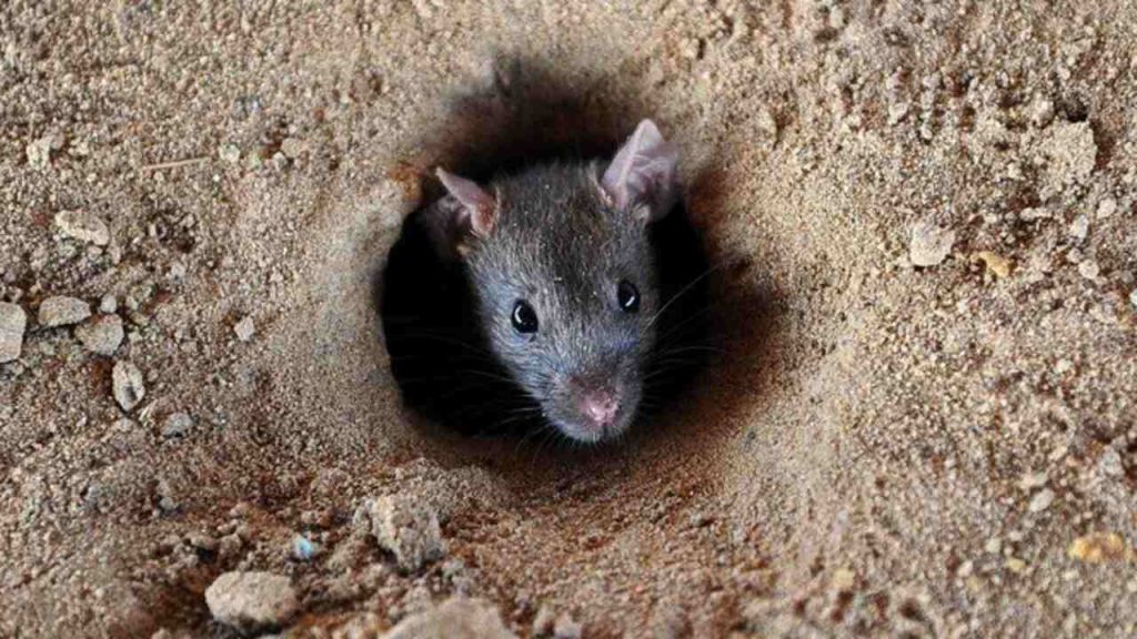 Missing Rat