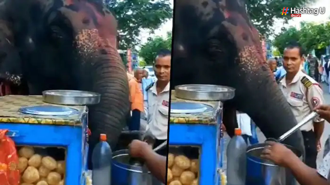Elephant Eats Pani Puri: పానీ పూరిలు తిన్న ఏనుగు.. షాక్ అయిన నెటిజన్స్!