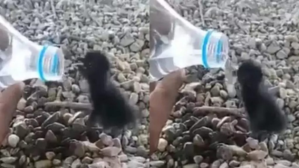Viral Video