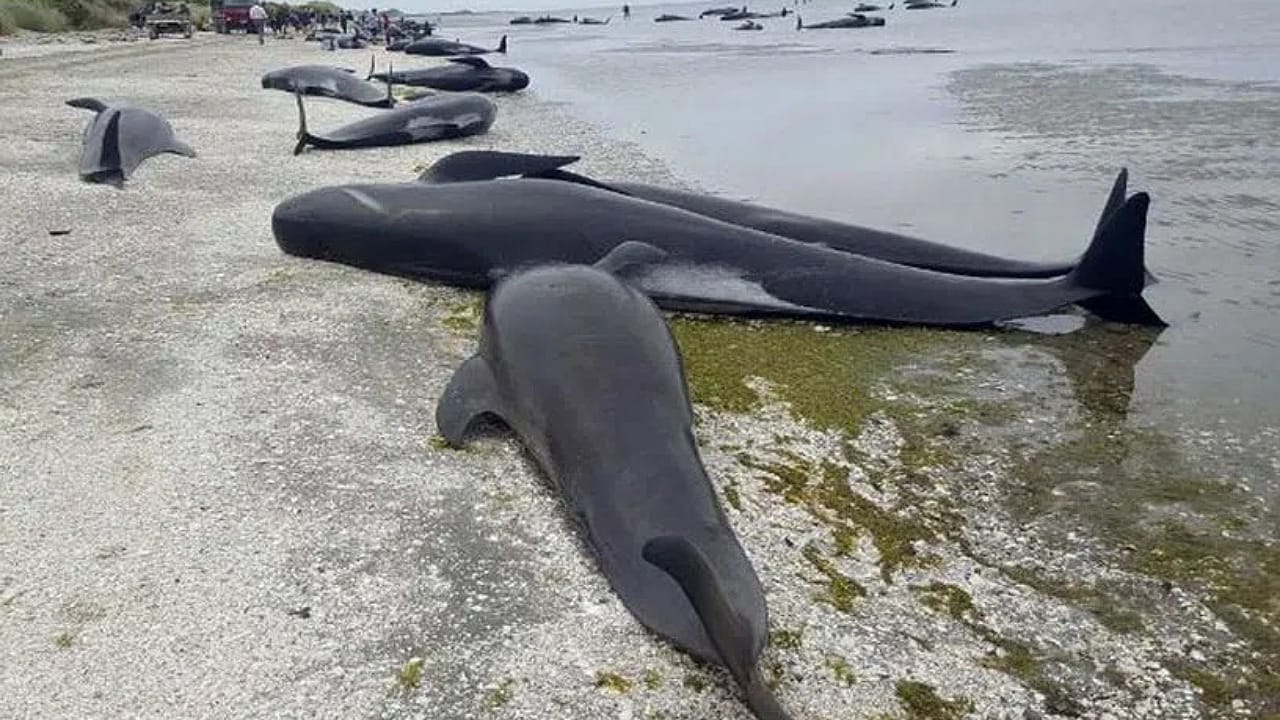 Whales: లో 500 పైలట్ వేల్స్ మృతి.. కారణం?