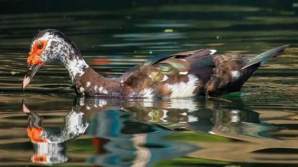 Muscovy Duck