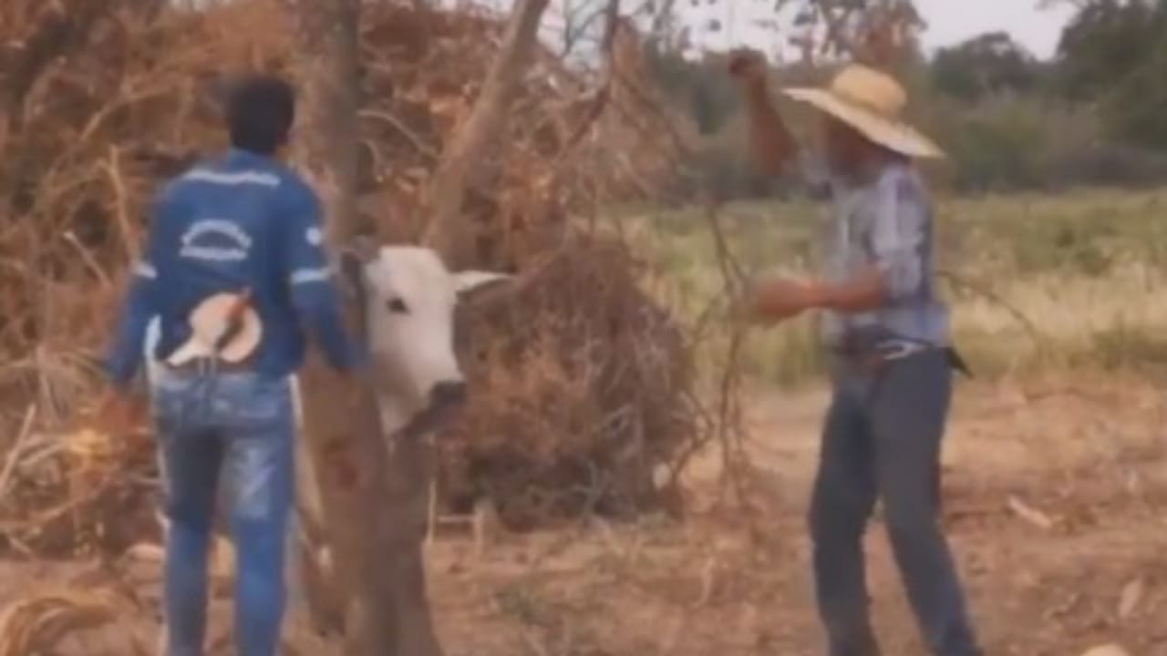 Viral Video: చెట్టు మధ్యలో ఇరుక్కుపోయిన ఎద్దు.. సాయం చేసినవారిని ఏం చేసిందో చూస్తే షాక్?