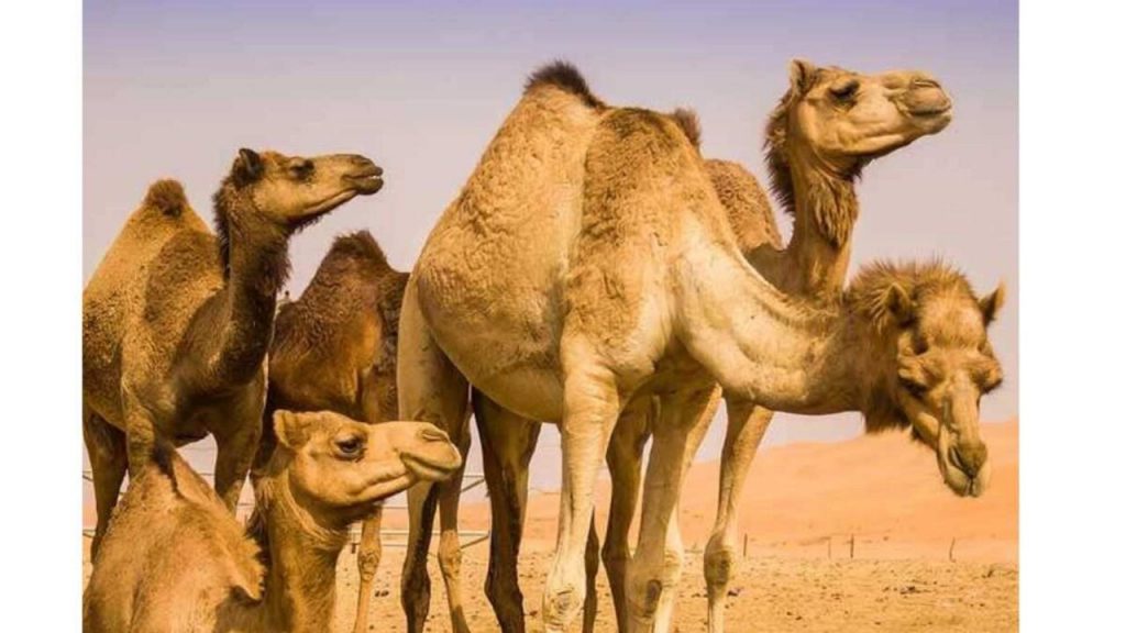 Camel Flu