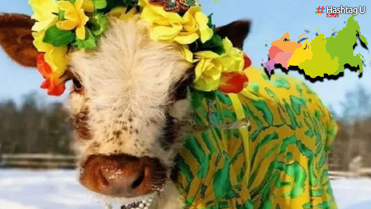 Cow Beauty Pageants: ఆవులకు అందాల పోటీలు.