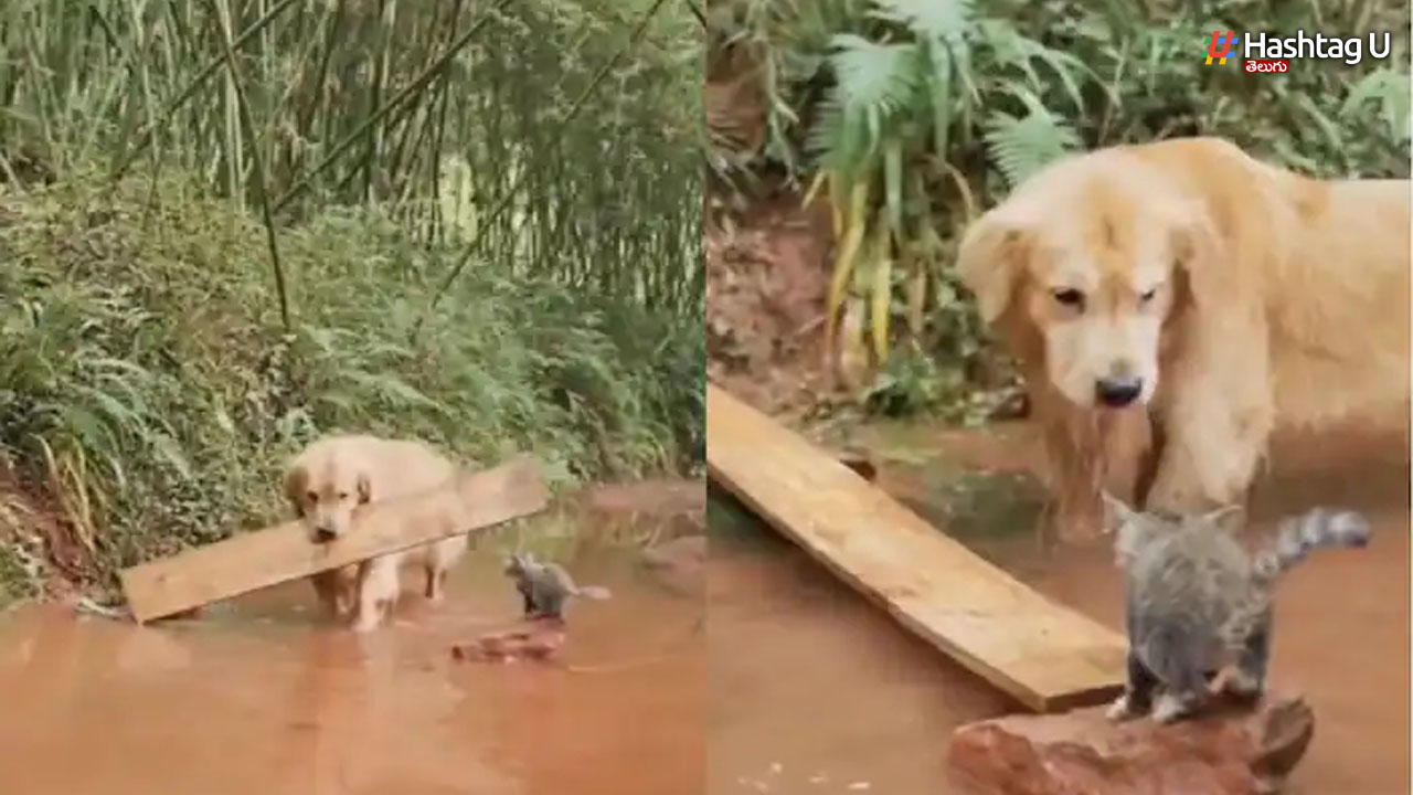 Dog Video Viral: ఈ కుక్క ఐడియాకు ఎవరైనా ఫిదా కావాల్సిందే.. నెట్టింట్లో చక్కర్లు కొడుతున్న వీడియో!