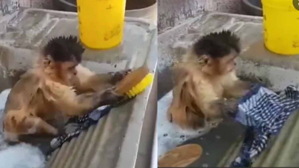 Monkey Washing
