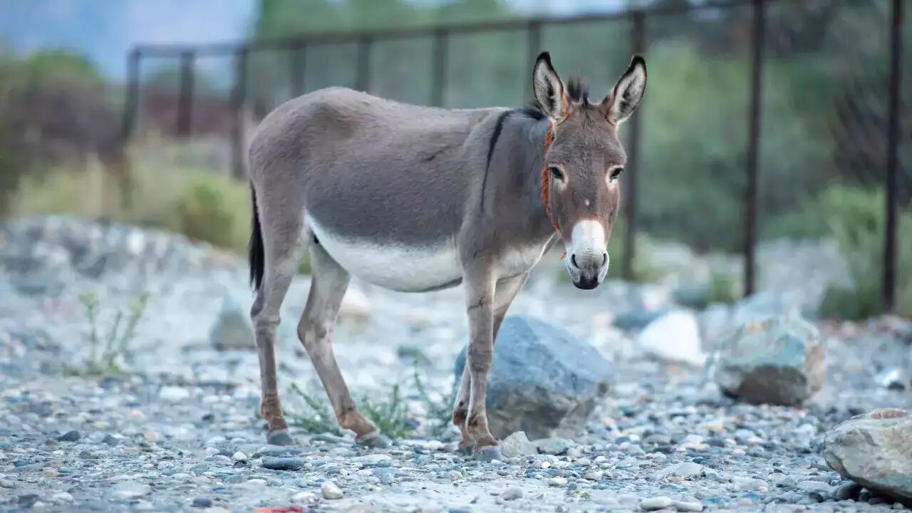 Donkey Slaughter: గాడిద వధపై ఉక్కుపాదం.. 800 కిలోల మాంసం స్వాధీనం