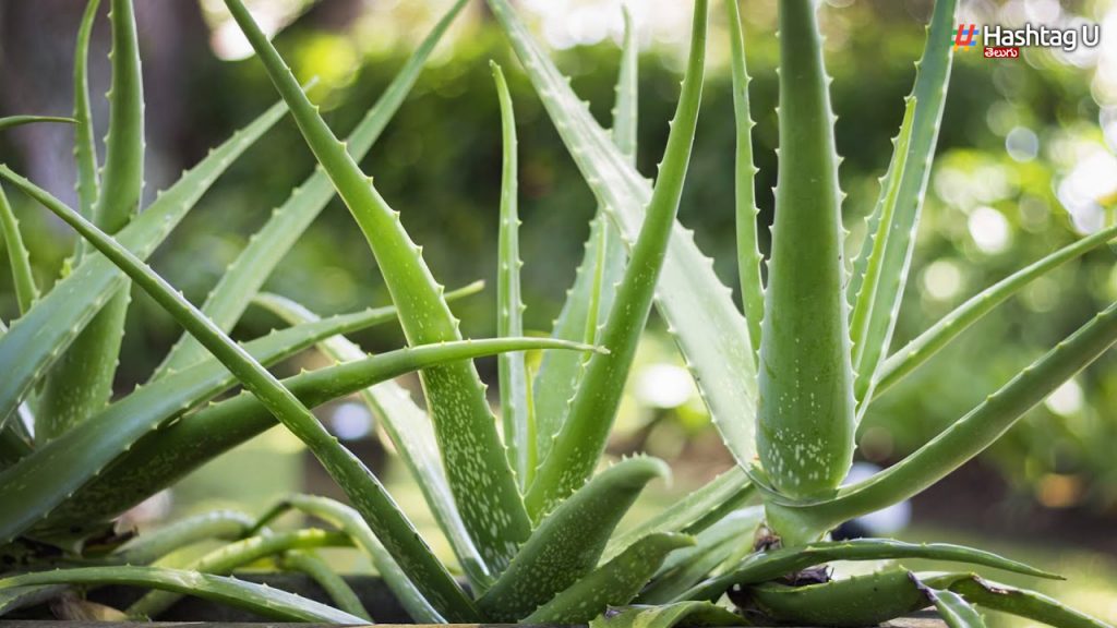 Aloe Vera In Winter