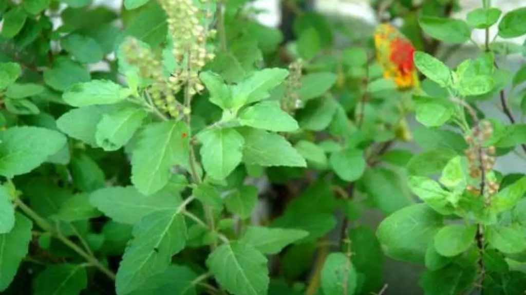 Basil Plant