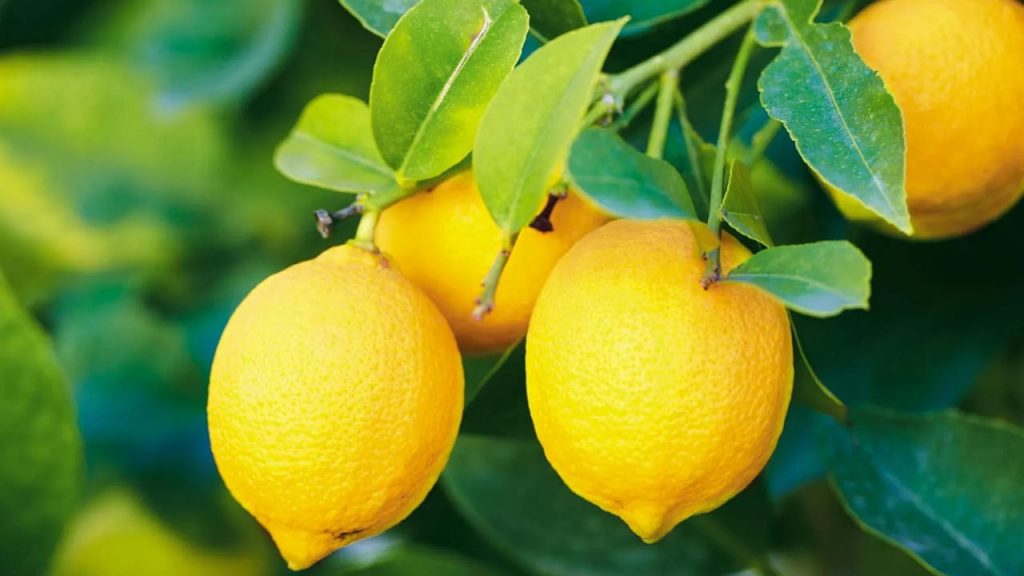 Lemon Benefits
