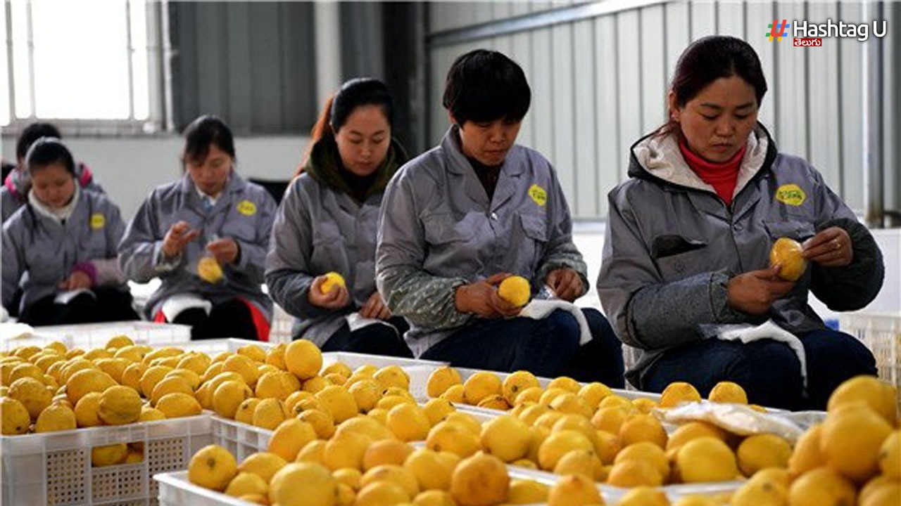 China Lemons: నిమ్మకాయలకు ఎగబడుతున్న చైనీయులు.. ఎందుకో తెలుసా