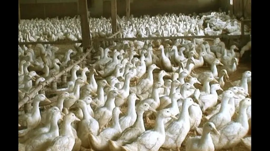 ducks