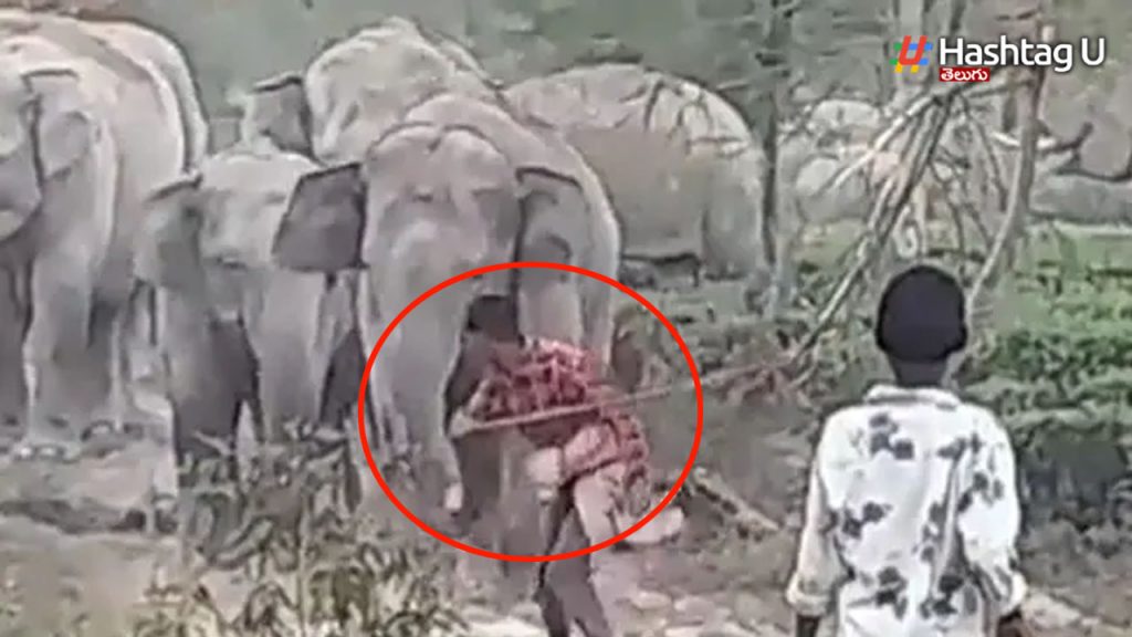 Elephant Attack