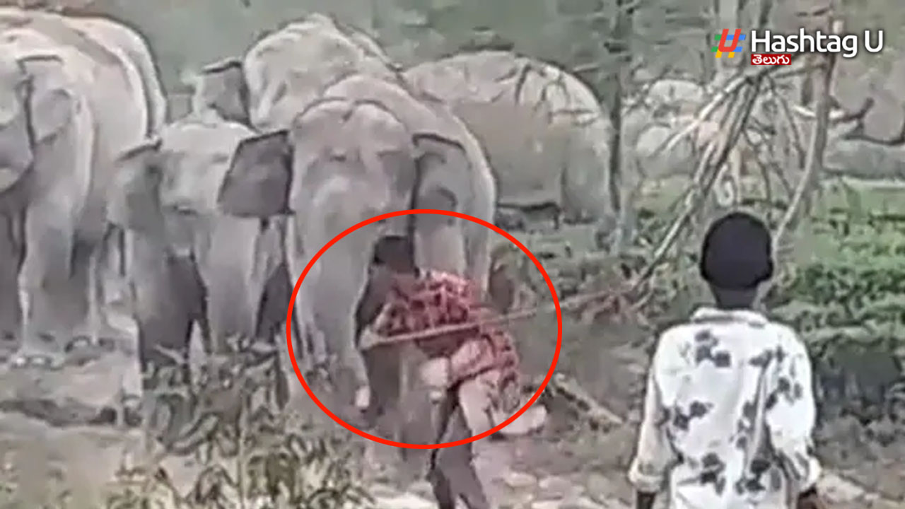 Elephant Attack: ఎటాక్ చేసిన కుర్రాడిని వ‌ణికించిన గ‌జరాజు