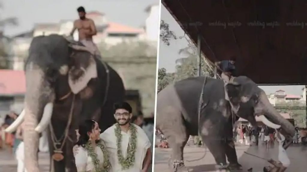 Elephant Attack