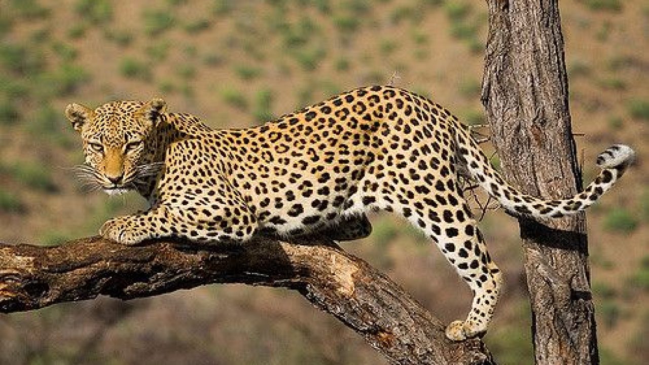 Leopard: కొడుకు కోసం చిరుతతో తల్లి పోరాటం.. ఎక్కడంటే..?