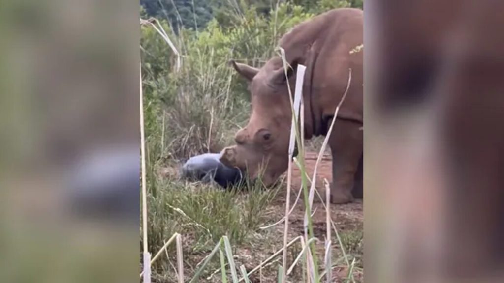 Rhino birth