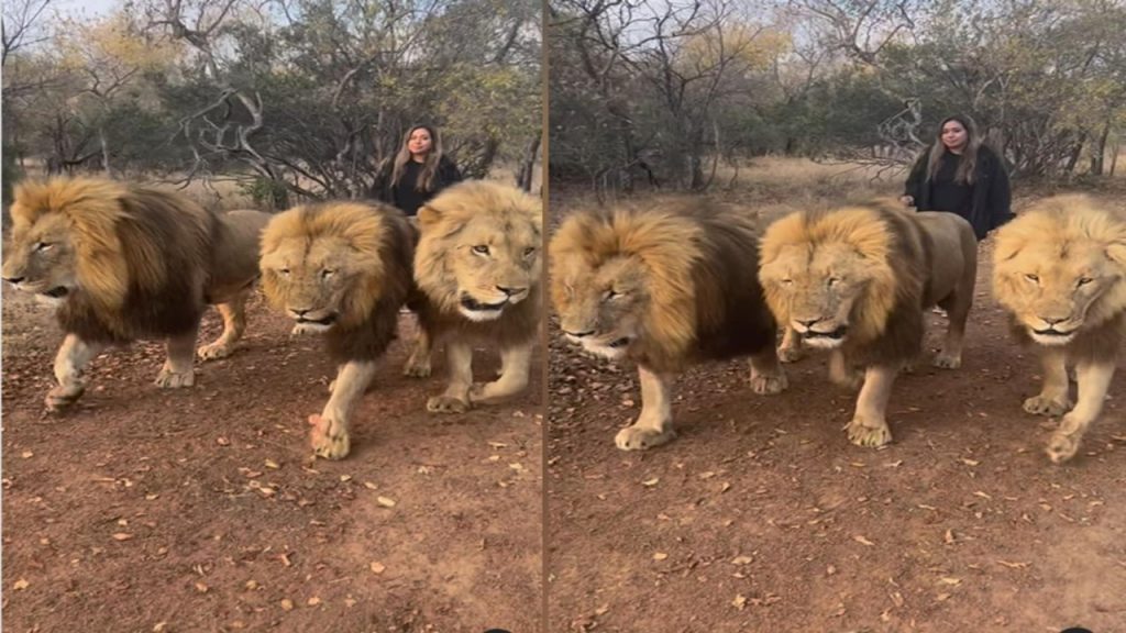 Woman Take Walk With Three Lions Video Stuns Internet