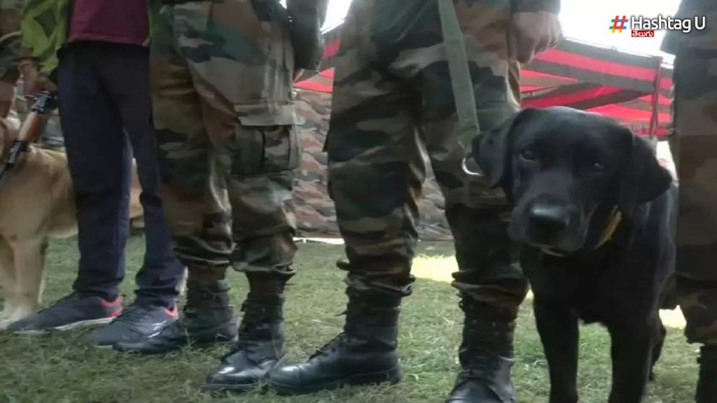 A Sniffer Dog On Duty Is Pregnant