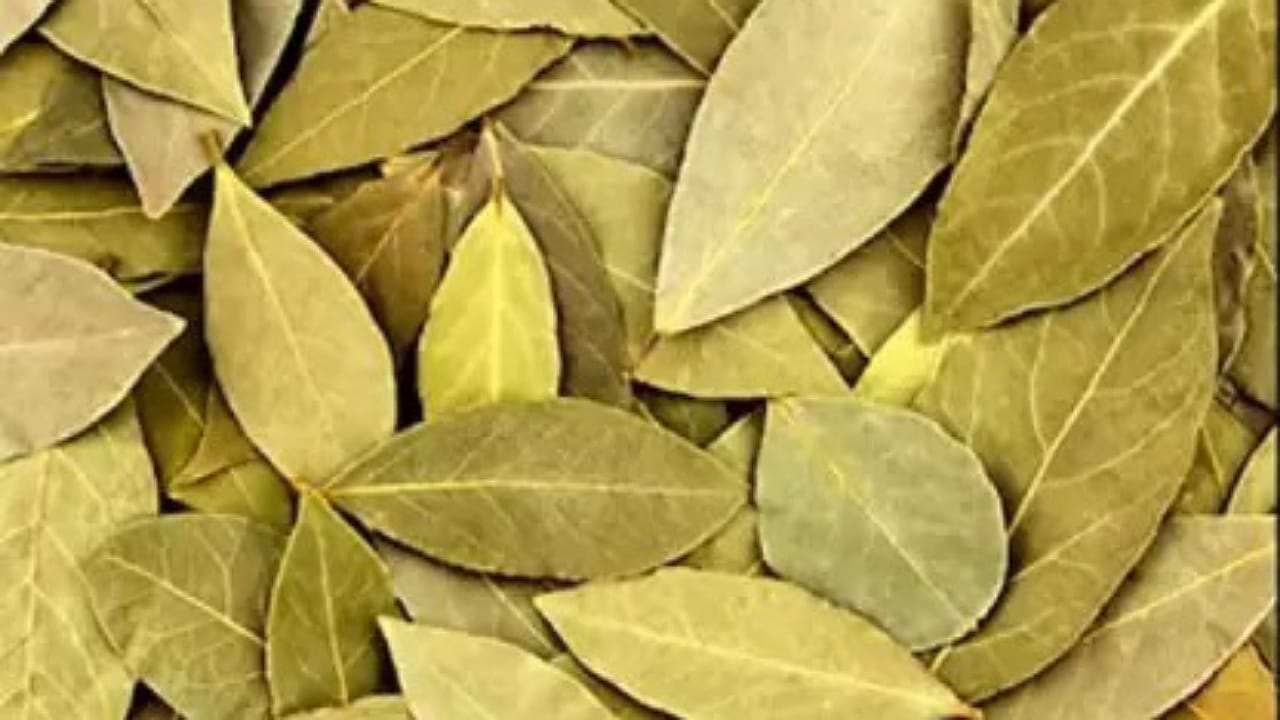 Bay leaf: బిర్యానీ ఆకులు వల్ల కలిగే ఆరోగ్య ప్రయోజనాల గురించి మీకు తెలుసా?