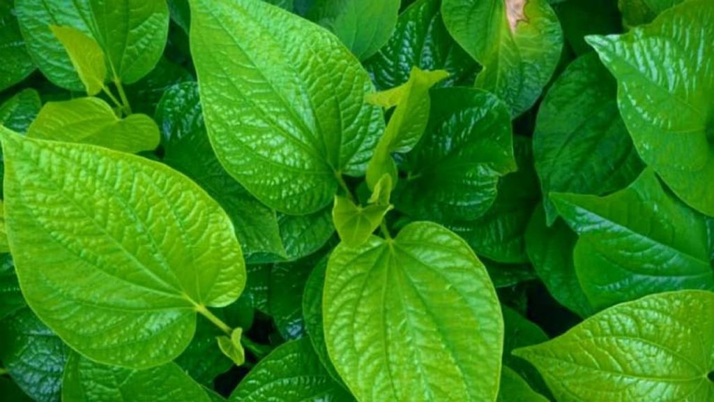Betel
