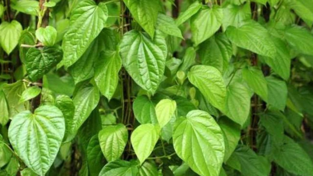 Betel Leaf