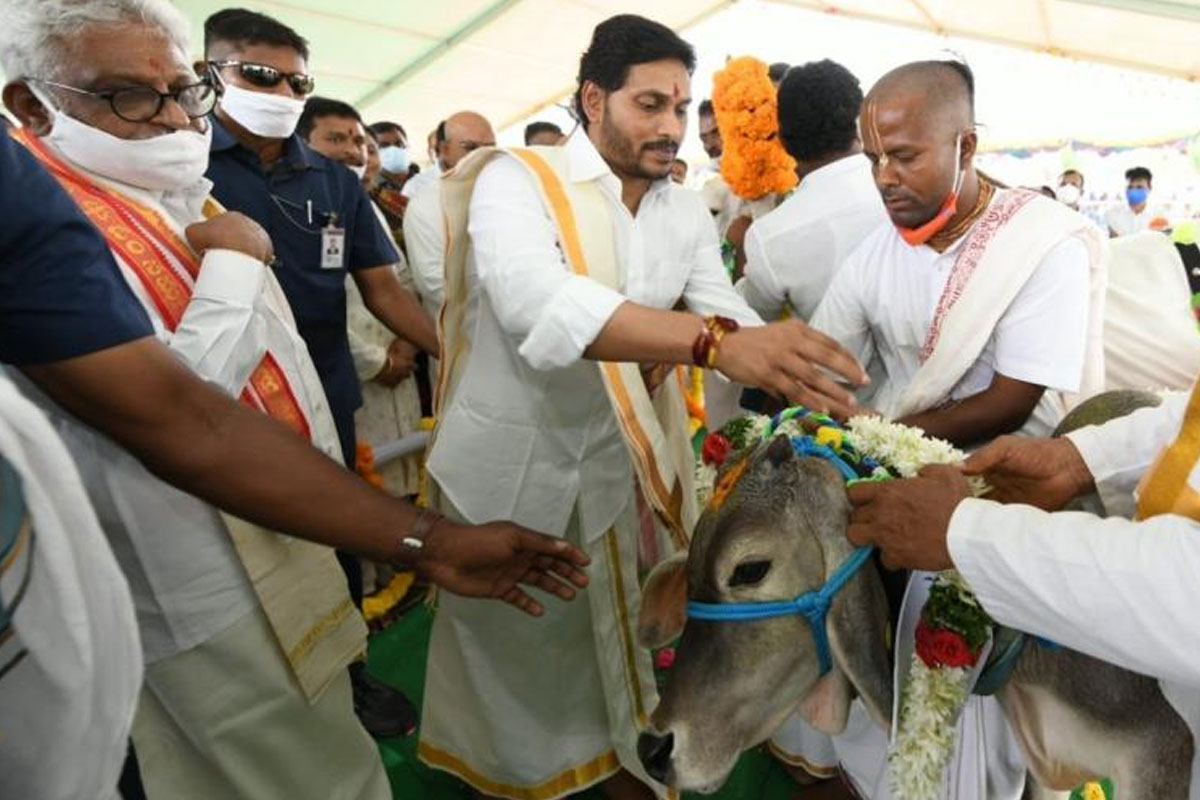 CM YS Jagan: సీఎం జగన్ ఇంటి వద్ద గోశాల ఏర్పాటు..మొదలైన సంక్రాంతి సంబరాలు