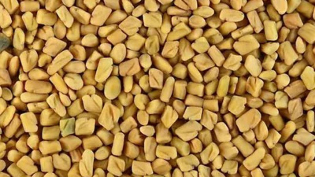 Fenugreek