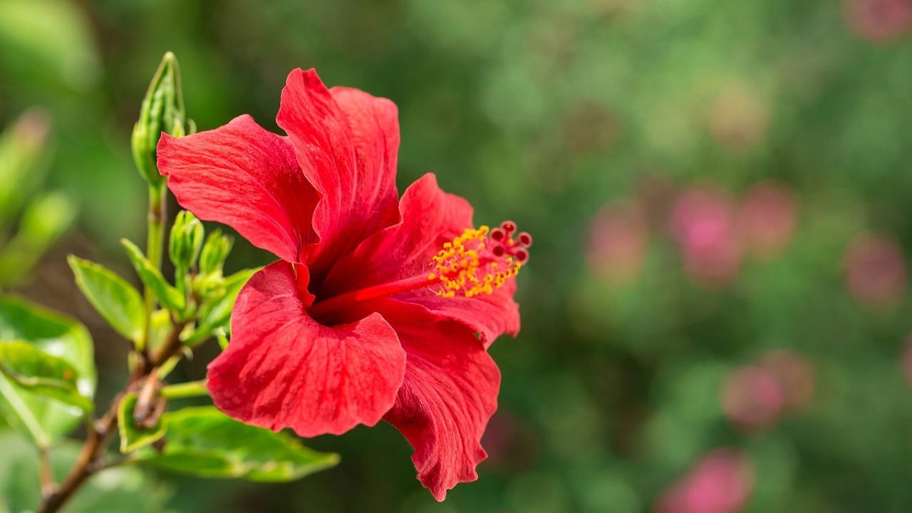 Hibiscus: మందార మొక్క ఇంట్లో ఉంటే కలిగే అద్భుత ఫలితాలు ఇవే?