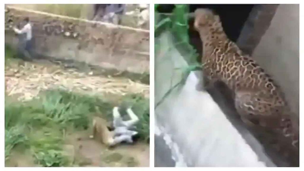 Leopard Attack
