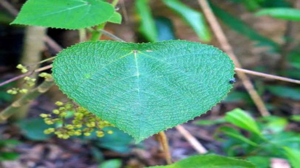 Suicide Plant