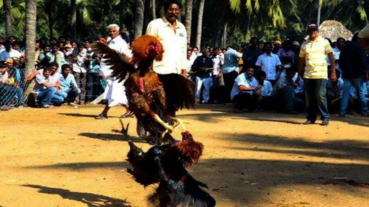 Cock Fight : ఏపీలో జోరుగా సాగుతున్న కోడిపందాలు.. చేతులు మారుతున్న‌ కోట్ల రూపాయ‌లు