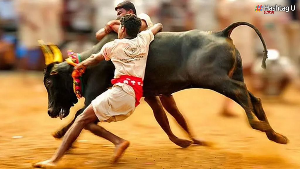 Jallikattu