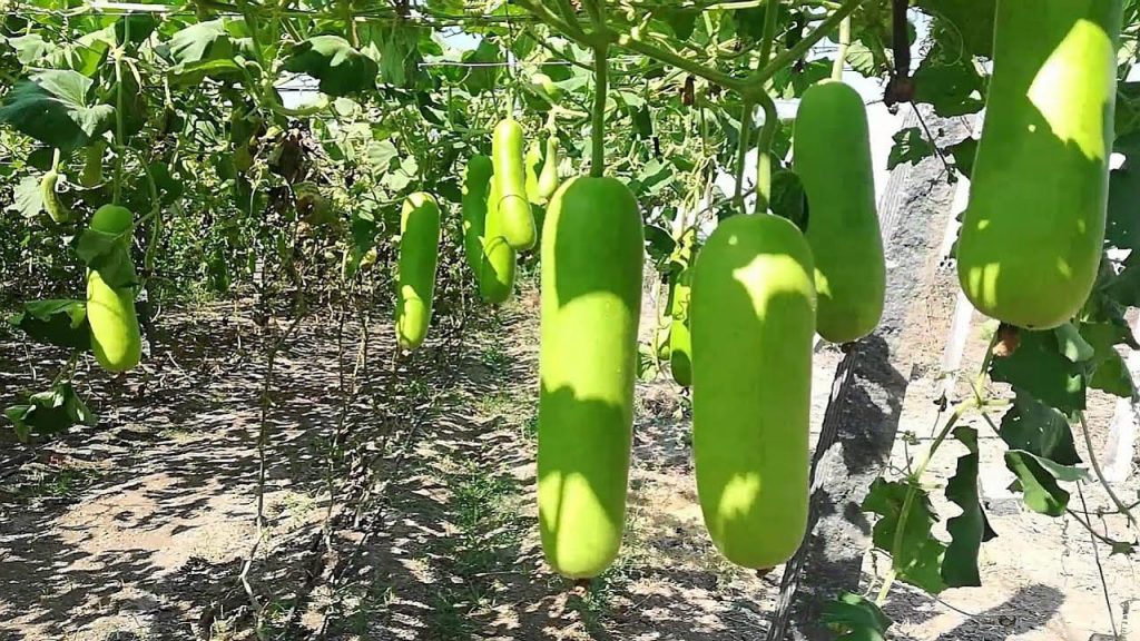 Bottle Gourd Benefits