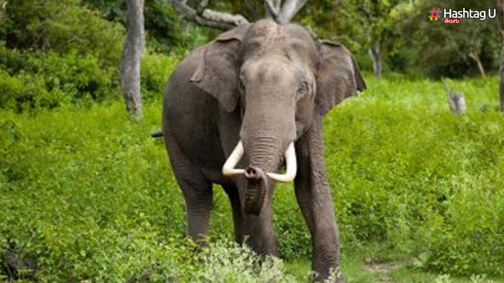 Coimbatore Elephant