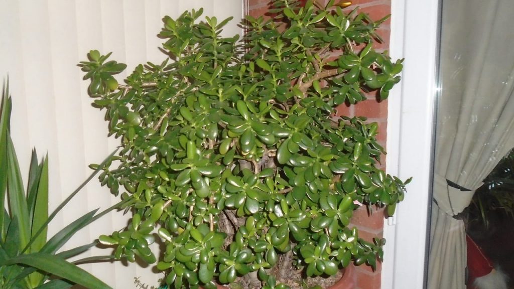 Plants For Progress