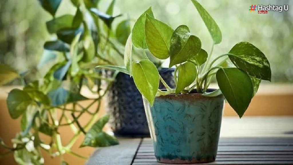 Money Plant Direction