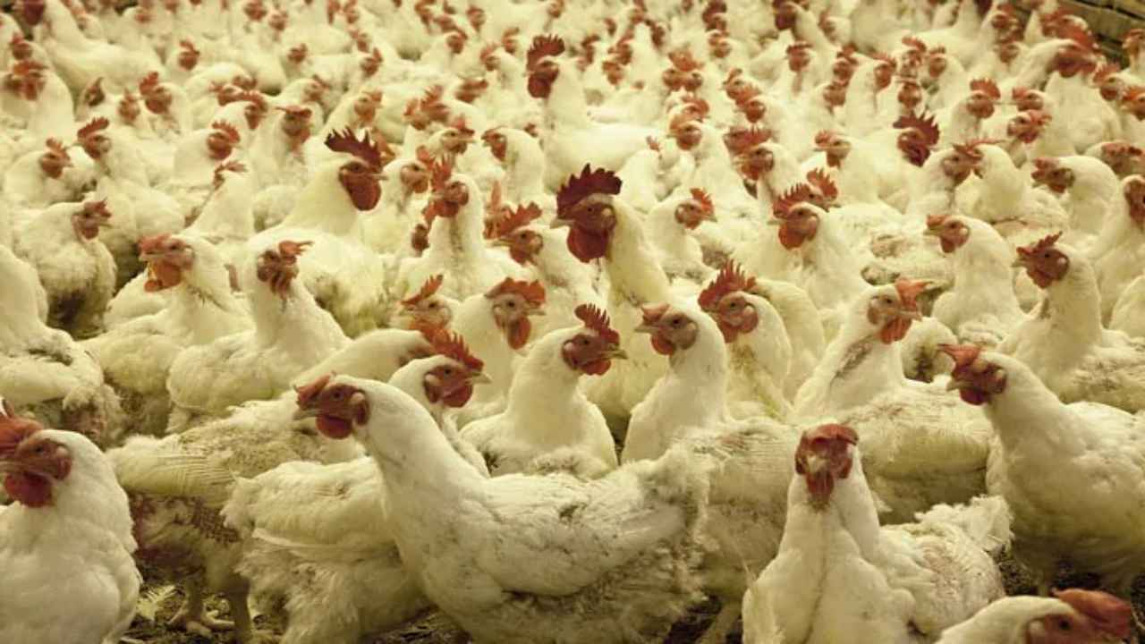 Bird Flu: జార్ఖండ్‌లో మళ్లీ బర్డ్ ప్లూ కలకలం