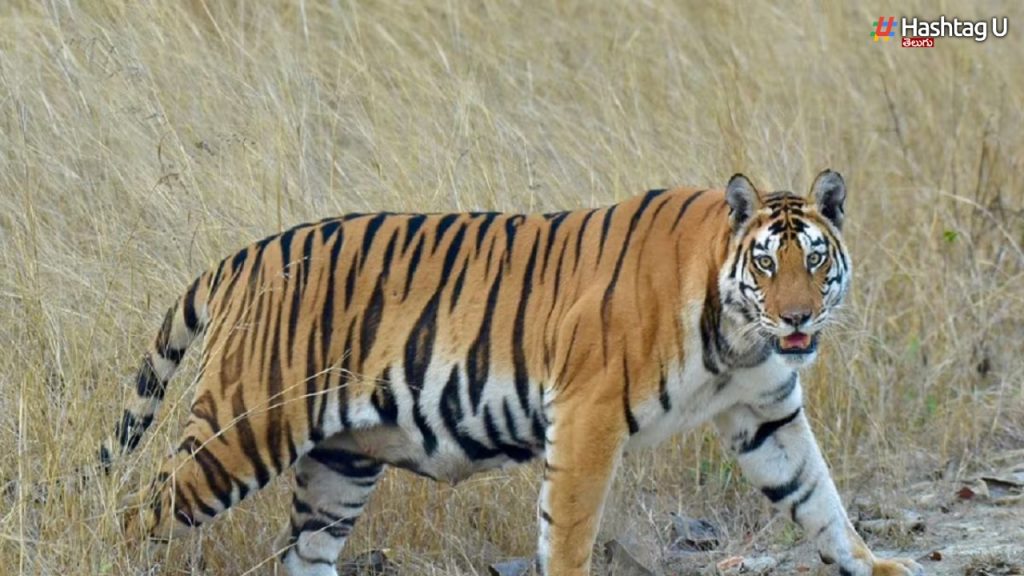 Tigers Death Toll, 30 Deaths In 2 Months