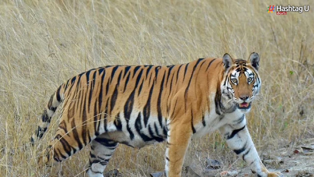 Tiger Deaths: పులులపై విష ప్రయోగం, ఆరుగురిని అదుపులోకి తీసుకున్న పోలీసులు