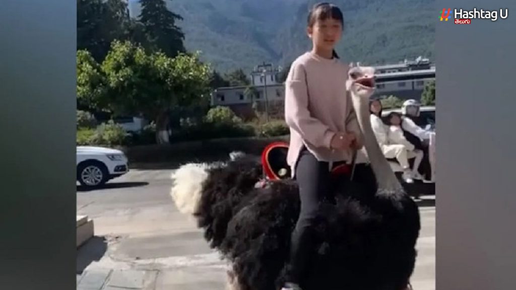 Ostriches as vehicles in China!