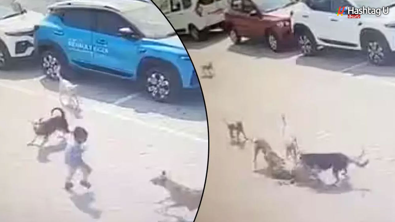 Stray Dogs: హైదరాబాద్‌లో వీధికుక్కల బెడదను పరిశీలించేందుకు ప్రత్యేక అధికారులు ..!